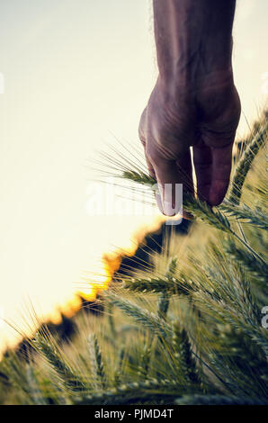 Immagine concettuale di sesso maschile con mano che tiene la maturazione orecchio di grano in un bellissimo campo di grano. Concetto moderno di problematico degli organismi geneticamente modificati Foto Stock