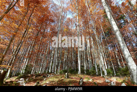 Gli splendidi paesaggi delle foreste dei paesi del nord durante le stagioni autunnale Foto Stock