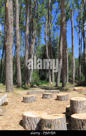 Registrazione di alberi in una foresta vicino a Cuenca, Spagna Foto Stock