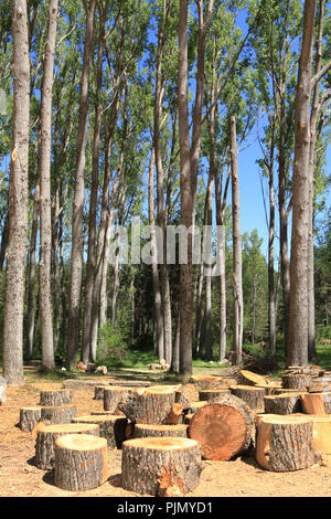 Alberi abbattuti in un bosco vicino a Cuenca, Spagna Foto Stock