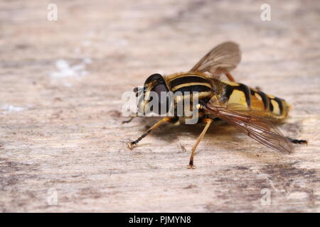 Helophilus pendulus fly hoverfly macro close up Foto Stock