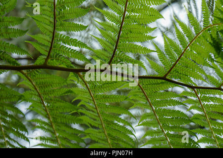 Lacy tree foglie di felce abstract full frame, design a basso angolo di visione Foto Stock