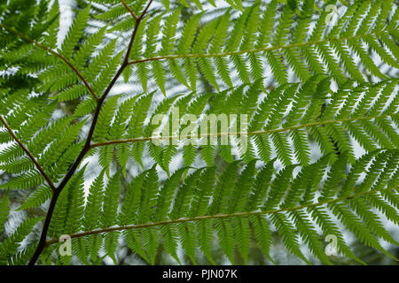 Lacy tree foglie di felce abstract full frame, design a basso angolo di visione Foto Stock