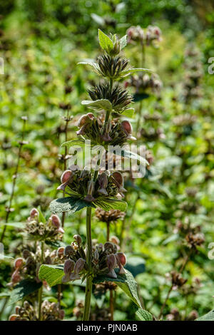 Vista ravvicinata della famiglia lamiaceae in giardino nel periodo estivo Foto Stock