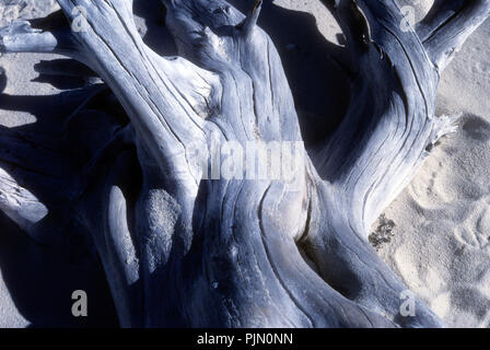 Un dettaglio di un grande pezzo di driftwood distesi sulla sabbia Foto Stock