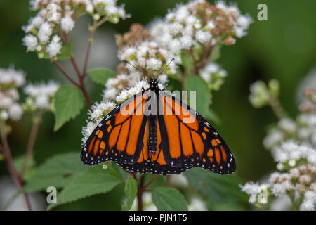 Farfalla monarca di bere il nettare da fiore Foto Stock