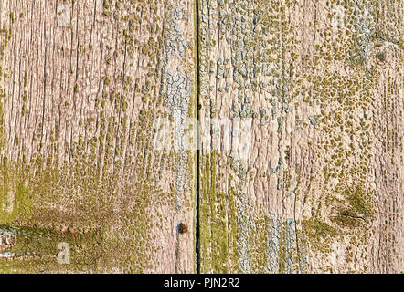 Vecchio sfondo di legno di schede verticali con peeling di colore verde Foto Stock