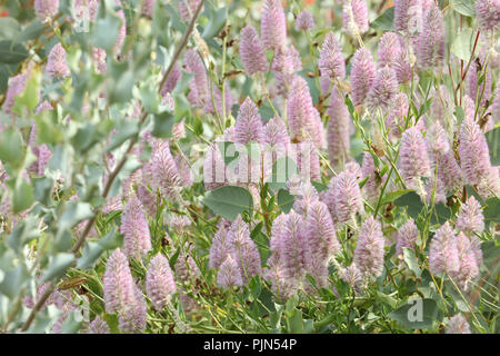 Montante Feathery fiori e foglie della pianta australiana Ptilotus nobilis.Questa breve vissuto herb preferisce condizioni secche,in grado di crescere in tutti i climi Foto Stock