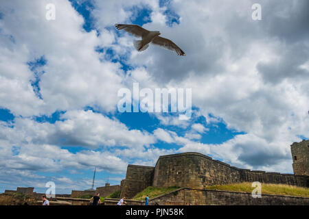 Tynemouth, Inghilterra - Agosto 2, 2018: Gabbiano vola sopra la gente dai ruderi della medievale priorato di Tynemouth e Castello. Foto Stock