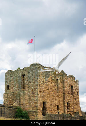 Tynemouth, Inghilterra - Agosto 2, 2018: Gabbiano vola vicino alle rovine del medievale priorato di Tynemouth e castello nel Regno Unito. Foto Stock