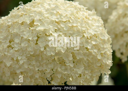 Hydrangea arborescens Annabelle: un deciduo pianta di giardino con bianco fiori sterili di 25 cm attraverso in estate per bungalow,città e giardini cortile Foto Stock