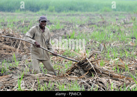 La canna da zucchero lavoratore Foto Stock