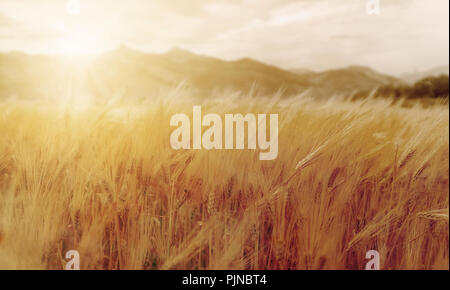 Spighe di grano nel campo del tramonto. Close-up maturi il raccolto di grano in campagna con la luce diretta del sole, tono vintage Foto Stock