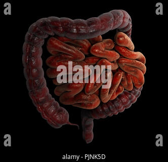 3d illustrazione del grande e del piccolo intestino Foto Stock