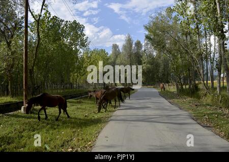 Srinagar, Jammu e Kashmir in India. 8 Sep, 2018. Cavalli al pascolo visto nella periferia di Srinagar Kashmir.Jammu e Kashmir è uno stato indiano con la più grande città di Srinagar. Credito: Masrat Zahra SOPA/images/ZUMA filo/Alamy Live News Foto Stock