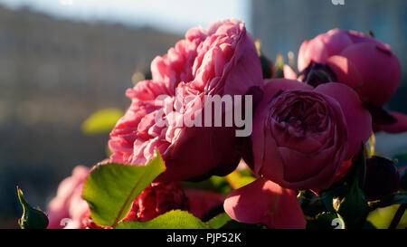 Pioni-rosa sagomato Foto Stock