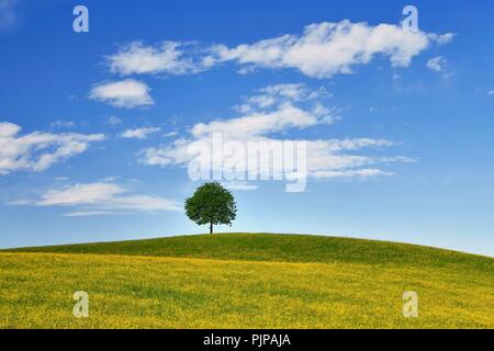 Albero solitario, tiglio (Tilia), su di una collina nella parte anteriore del campo di fioritura di buttercup (Ranunculus sp.), Neuheim, Cantone di Zugo Foto Stock