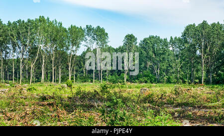 Il taglio di alberi sono complesse e contrassegnati in attesa per la spedizione per la trasformazione industriale. Foto Stock