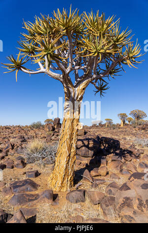 Quivertree e cielo blu in Namibia in estate Foto Stock