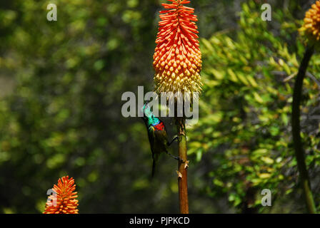 Primo piano di un bellissimo collare doppio Sunbird (Cinnyris chalybeus) alimentazione sul Red Hot Poker (kniphofia) fiore in Harold Porter Gardens Foto Stock