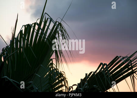 Palm tree foglie stagliano contro il sole di setting. Foto Stock