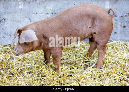 Graticcio rosso hog (Sus scrofa domesticus) profilo in un granaio. Foto Stock