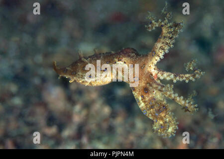 Anello blu polpi (Hapalochlaena lunulata). La foto è stata scattata nello stretto di Lembeh, Indonesia Foto Stock