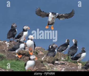 Atlantic puffin (Fratercula arctica) in atterraggio sulla isola di nidificazione in Elliston, Terranova e Labrador Foto Stock