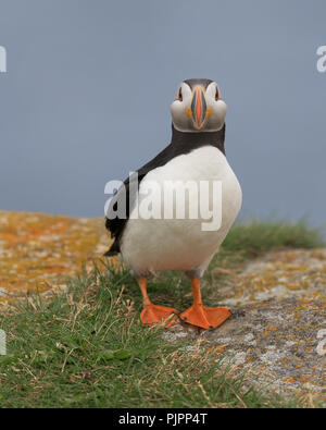 Corpo pieno ritratto di un Atlantic puffin (Fratercula arctica) in Elliston, Terranova e Labrador Foto Stock
