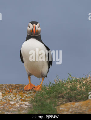 Corpo pieno ritratto di un Atlantic puffin (Fratercula arctica) in Elliston, Terranova e Labrador Foto Stock
