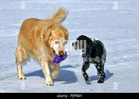 Golden Retriever e grande Munsterlander cucciolo giocando sul lago di ghiaccio Foto Stock