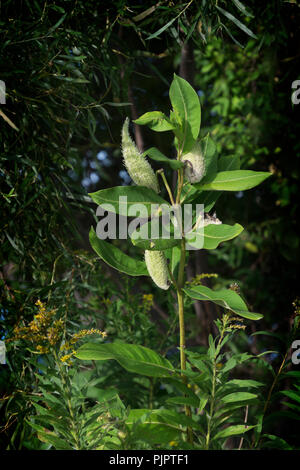 Impianto Milkweed crescendo in Montague, Michigan. Foto Stock