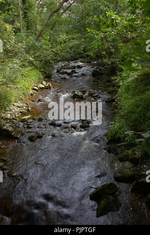 Ruscello di montagna (masterizzazione) che scorre verso il basso attraverso il legno Sallochy sulle rive di Loch Lomond Scozia, Regno Unito. Foto Stock