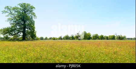 Panorama di prato primavera, paesaggio panoramico con grande quercia, fiori di colore giallo e blu cielo Foto Stock