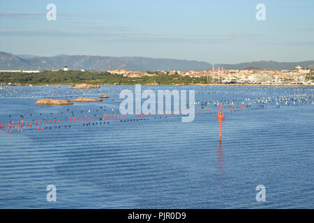 Vista del porto di Olbia dalla nave da crociera, l'isola di Sardegna Foto Stock