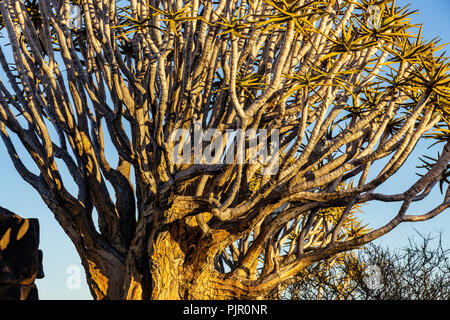 Quivertree closeup namibia presso sunrise mattina Foto Stock