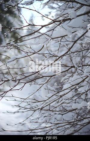 Alberi sotto la neve, Auvergne, Francia. Ghoul Pass Foto Stock