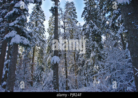 Alberi sotto la neve, Auvergne, Francia. Ghoul Pass Foto Stock