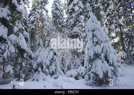 Alberi sotto la neve, Auvergne, Francia. Ghoul Pass Foto Stock