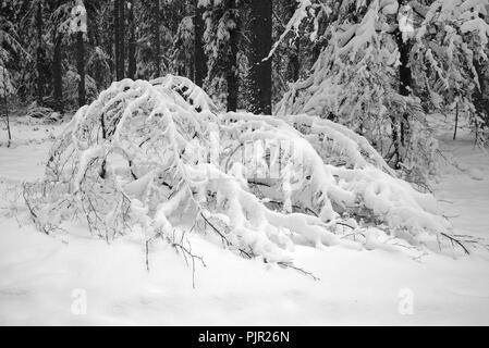 Alberi sotto la neve, Auvergne, Francia. Ghoul Pass Foto Stock