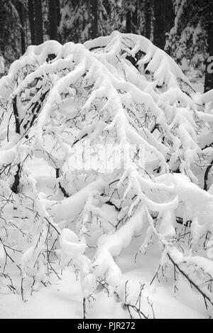 Alberi sotto la neve, Auvergne, Francia. Ghoul Pass Foto Stock