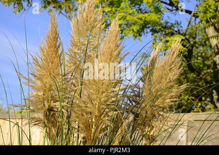 Pampas pennacchi di erba in tarda estate nel sud del giardino inglese, la mattina presto. Foto Stock