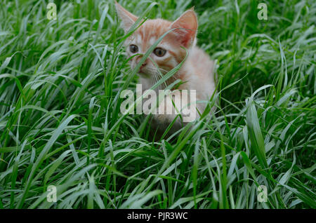 Arancione soffice gattino nascosto nel verde del prato in un giorno di estate. Guarda round grande grandi occhi in avanti Foto Stock