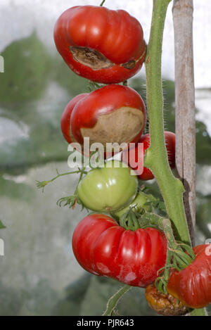 Serra pomodori coltivati su canne dove il frutto è colpito da un grave blossom end rot, Agosto Foto Stock