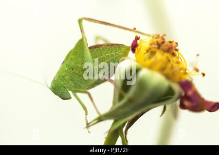 ,Un bambino maggiore angolo-wing katydid (Microcentrum rhombifolium) appollaiarsi su un appassì rose. Foto Stock