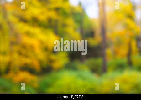 Autunno scenario della foresta con fogliame oro su alberi astratti sfondo sfocato Foto Stock