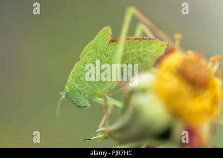 ,Un bambino maggiore angolo-wing katydid (Microcentrum rhombifolium) appollaiarsi su un appassì rose. Foto Stock