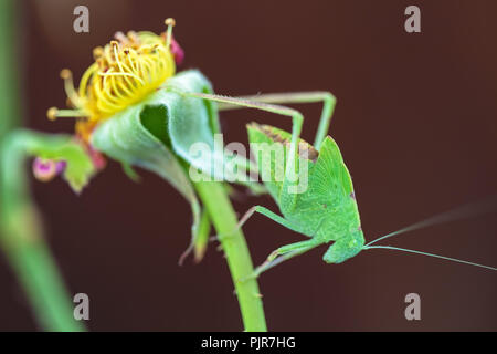 ,Un bambino maggiore angolo-wing katydid (Microcentrum rhombifolium) appollaiarsi su un appassì rose. Foto Stock