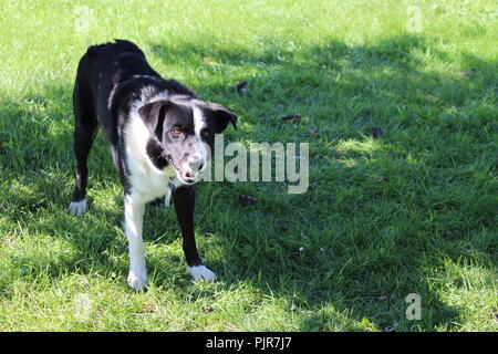 Border Collie Pastore Australiano che gioca, urla, riposa, allerta e si gode la giornata Foto Stock