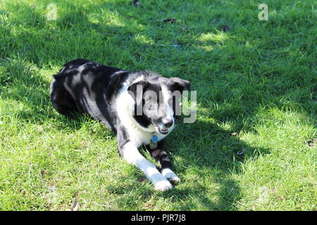 Border Collie Pastore Australiano che gioca, urla, riposa, allerta e si gode la giornata Foto Stock